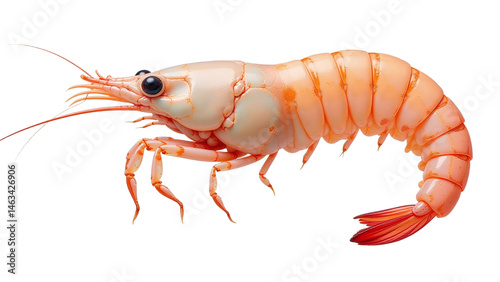 Wallpaper Mural Detailed Octopus Larva Clipart, isolated on a white background. Torontodigital.ca