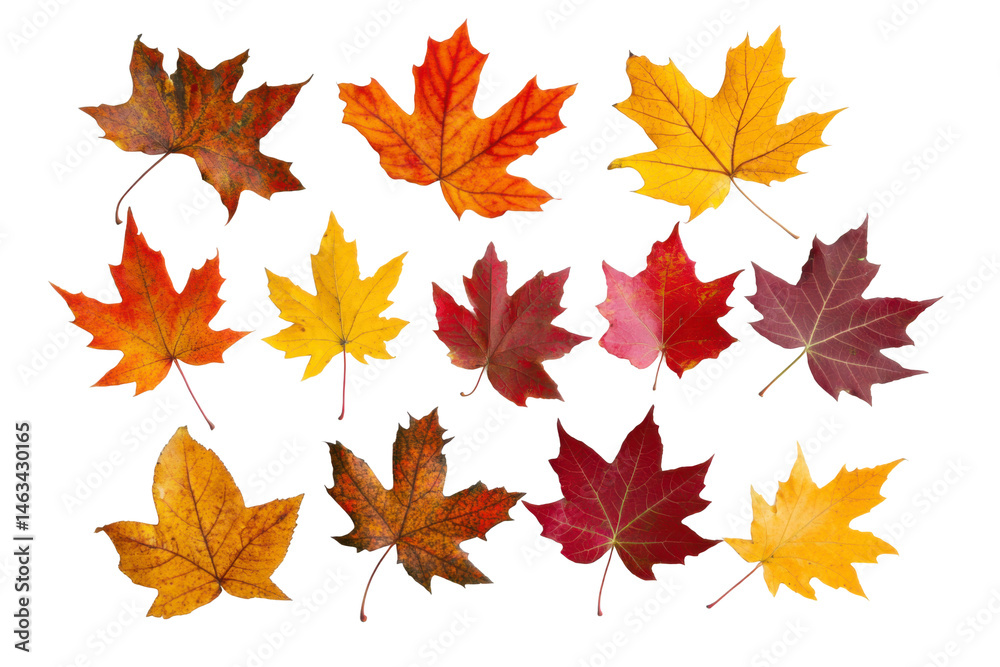 Collection of colorful maple leaves in autumn shades isolated on Collection of colorful maple leaves in autumn shades isolated on