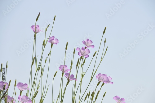 ピンク色の花　ムギセンノウ