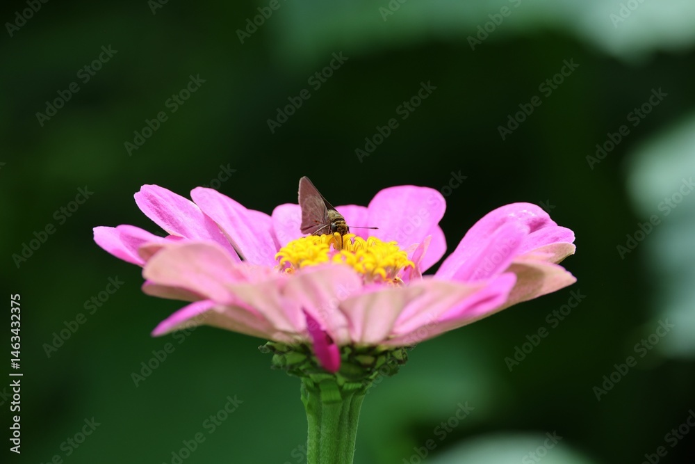 Fototapeta premium Close-up of a pink zinnia flower with a butterfly perched on it against a blurred green background.