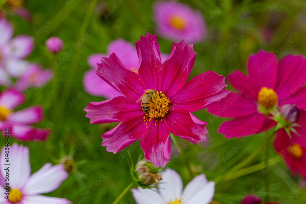 Obraz premium 赤いコスモスにとまるミツバチ