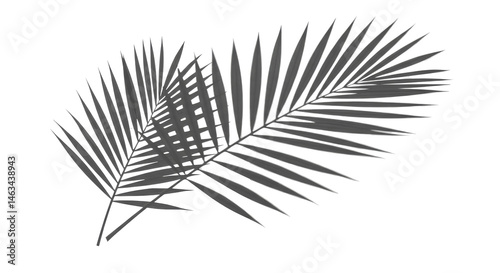 Silver palm fronds overlapping subtly