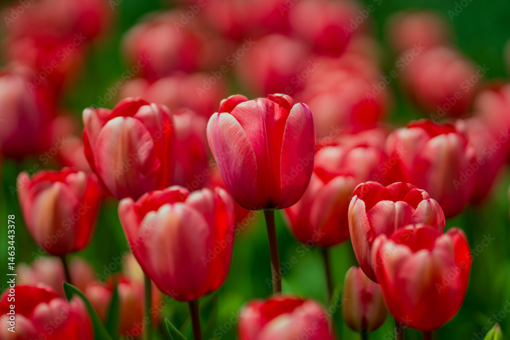 Fototapeta premium Red Tulip flower in tulip field at spring day. Colorful vivid pink tulips in the park. Spring landscape. Red tulip garden in spring. The Tulip. Beautiful bouquet of tulips in spring nature. Close up