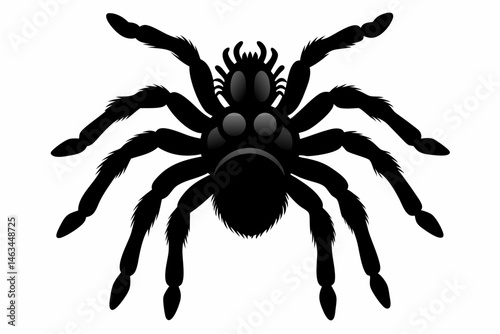 tarantula sihouette black vector