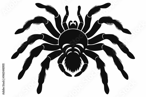 tarantula sihouette black vector