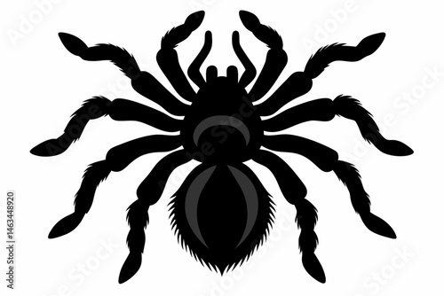 tarantula sihouette black vector