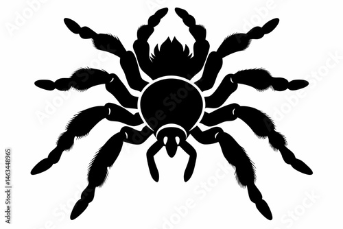 tarantula sihouette black vector