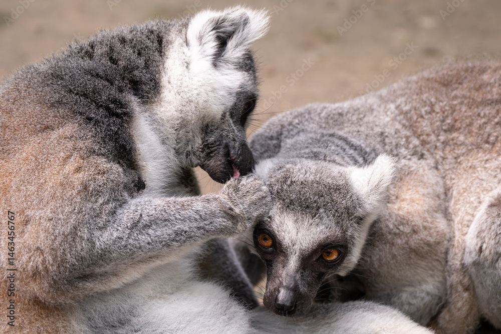 Obraz premium Ring-tailed lemurs or Lemur catta engaging in social grooming.