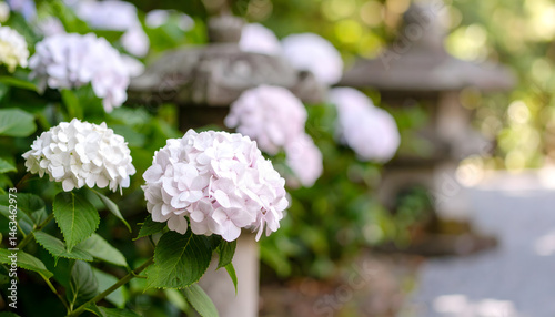 紫陽花と石灯籠 photo