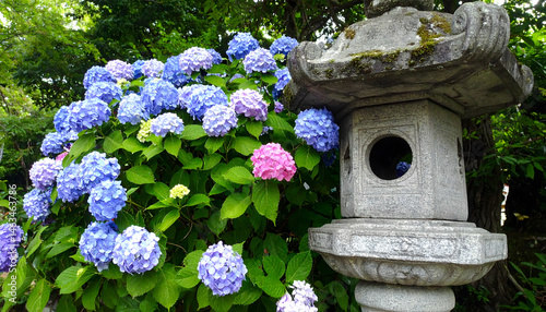 紫陽花と石灯籠 photo