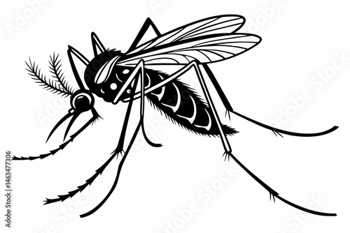 mosquito sihouette black vector