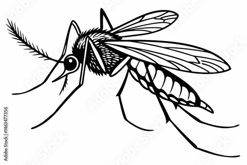 mosquito sihouette black vector