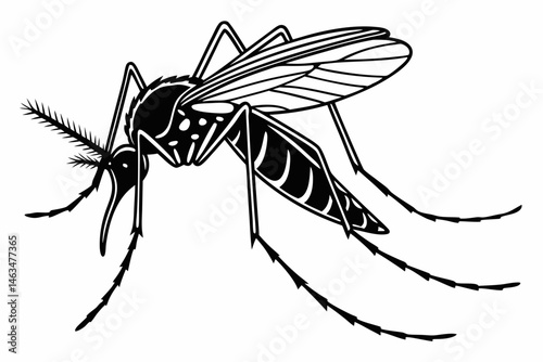 mosquito sihouette black vector