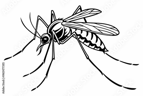 mosquito sihouette black vector