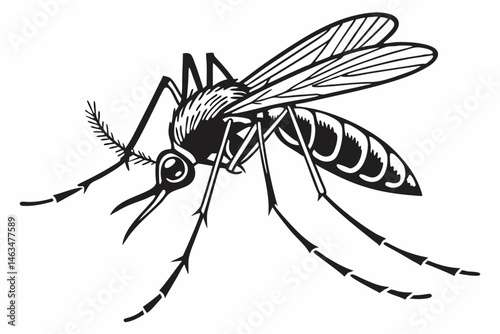 mosquito sihouette black vector