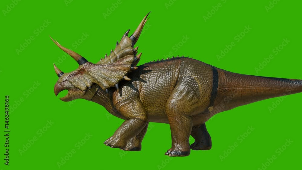 Green screen triceratops dinosaur slowly walk. 4K