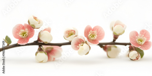 Obraz na płótnie Delicate Apple Blossom Flowers on Branch
w salonie