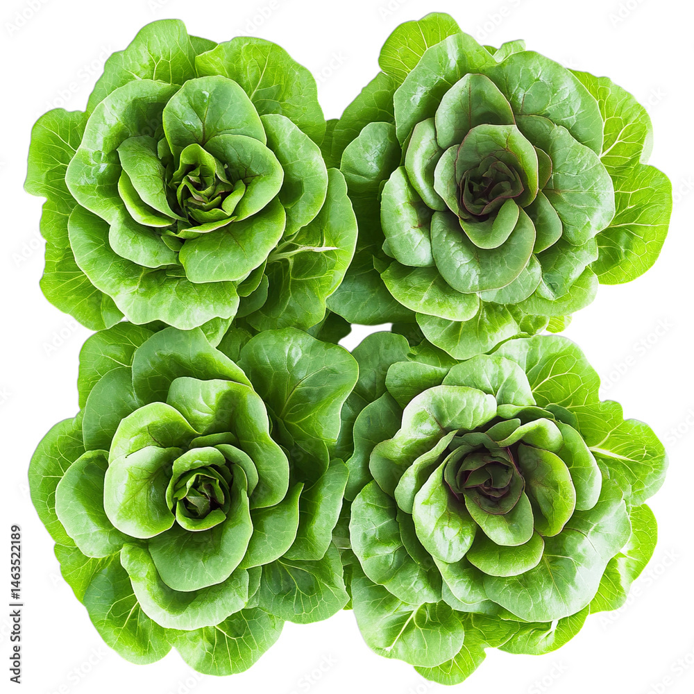 Fototapeta premium close up of fresh green leaves