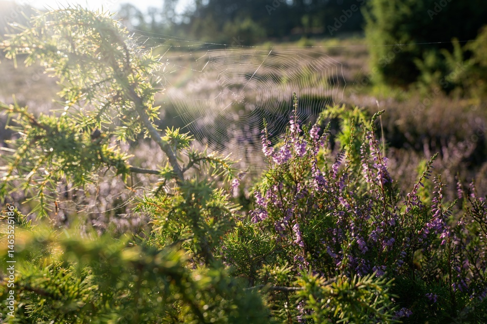 Obraz premium Close-up of a spider web glistening in sunlight among foliage and purple flowers in Eifel, Germany