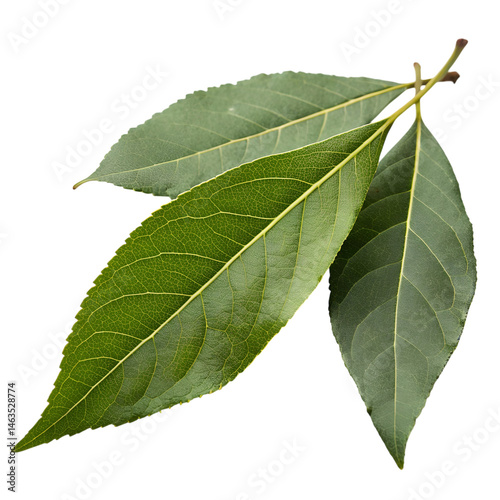 Camphor isolated on transparent background.