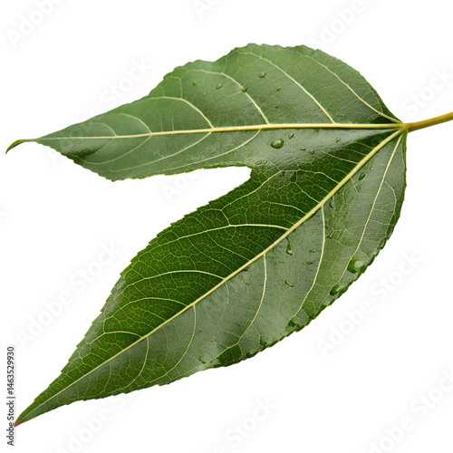 Camphor isolated on transparent background.