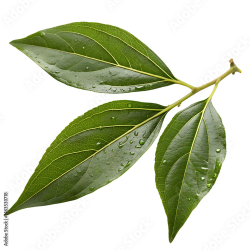 Camphor isolated on transparent background.