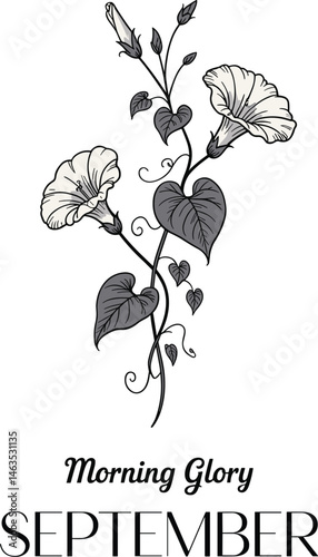 12 Birth month flowers including Carnation, Violet, Daffodil, Daisy, Lily of the Valley, Rose, Water Lily, Poppy, Aster, Cosmo, Chrysanthemum and Narcissus for printing. Vector flowers set collection.