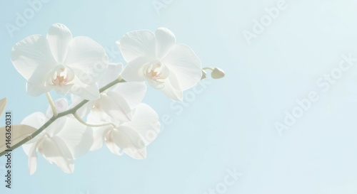 Blooming White Orchids Against a Light Blue Background