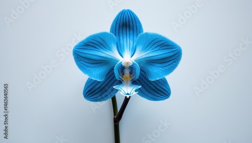White background with dried blue sear orchid flower details