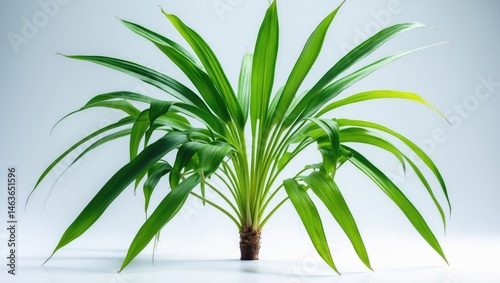 Isolated long green Pandan leaves with white background photo