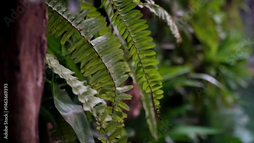 Fresh Green Leaves Swaying in the Forest Breeze