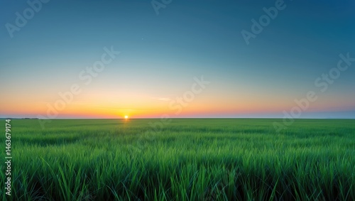 Fototapeta Naklejka Na Ścianę i Meble -  Panoramic scene of a green meadow with a natural backdrop