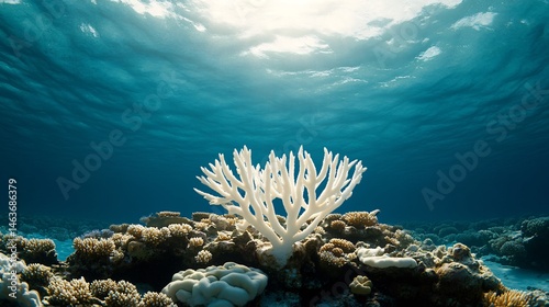 Obraz na płótnie Vibrant Coral Reef Underwater Scene Facing Climate Change Challenges w salonie