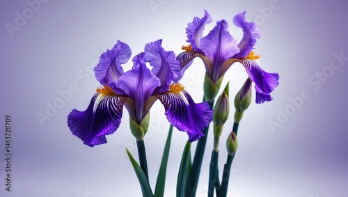 Violet iris flower highlighting nature's beauty
