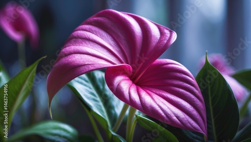 Macro shot of anthurium bloom showcasing exotic flora