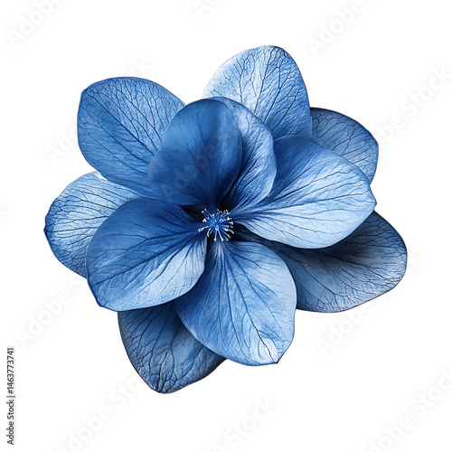 Bannire nympha bleue png photo