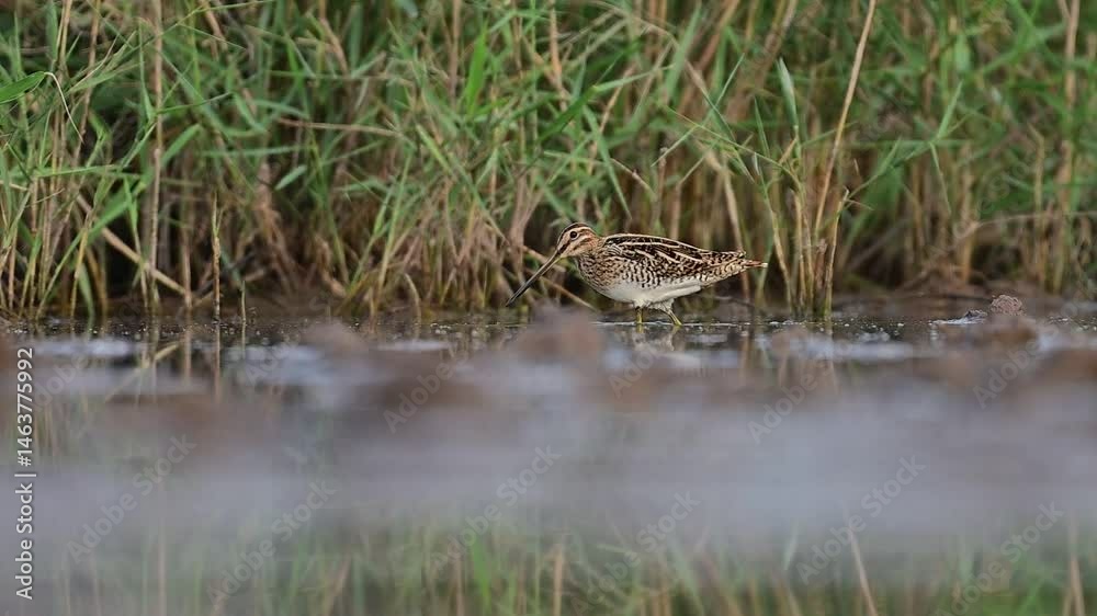 A Common Snipe is delicately foraging in shallow water, surrounded by tall grasses. A Common Snipe is delicately foraging in shallow water, surrounded by tall grasses.