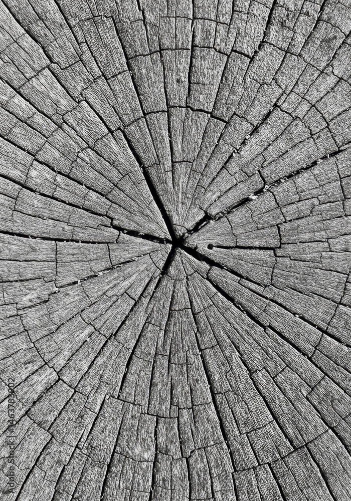 Fototapeta premium Abstract Wood Texture Background Gray Color Pattern Design Natural Grain