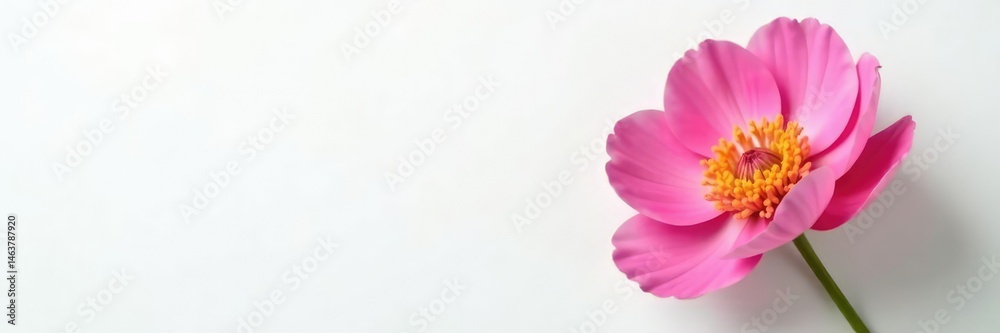 Single peony flower bloom on a plain background, peony, white Single peony flower bloom on a plain background, peony, white