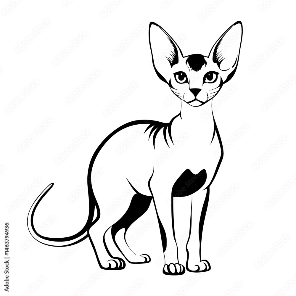 Fototapeta premium black outline of Devon Rex cat standing confidently in playful posture