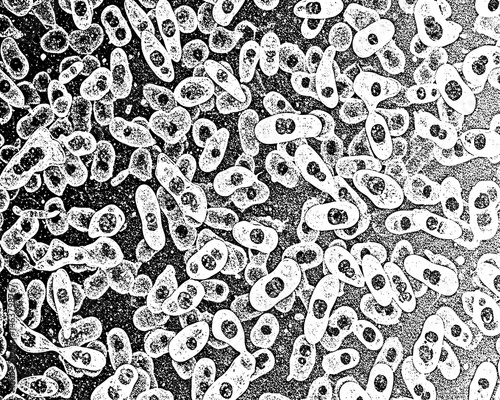 Detailed black-and-white bacteria texture in transparent PNG. Ideal for medical, biotech, and educational designs. High-res overlay for infographics and posters. Grunge texture background 