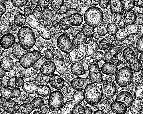 Detailed black-and-white bacteria texture in transparent PNG. Ideal for medical, biotech, and educational designs. High-res overlay for infographics and posters. Grunge texture background 
