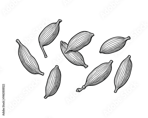 Detailed cardamom pods for culinary spice designs black and white