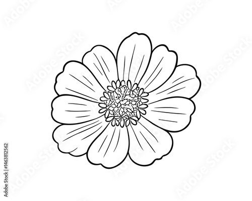 Detailed line art illustration of a daisy flower bloom