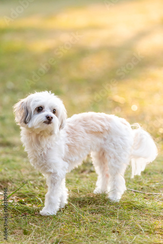 Fluffy white dog standing on grass in golden afternoon light