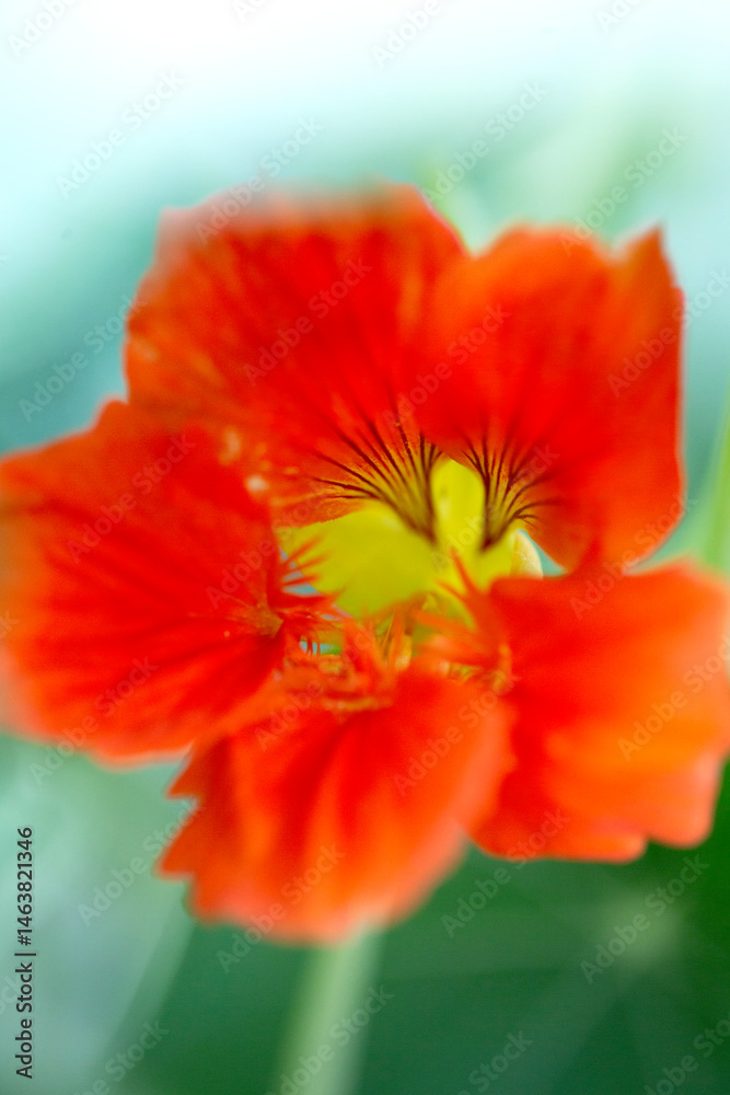 Fototapeta premium Bright Orange Nasturtium Flowers in Bloom