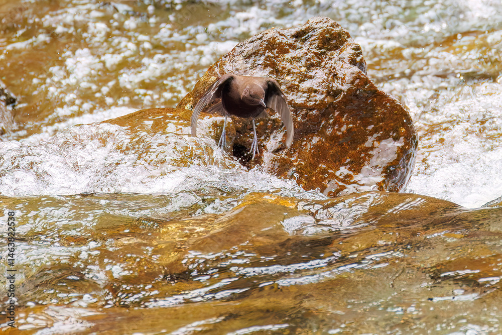 custom made wallpaper toronto digital小川で餌を探す綺麗なカワガラス（カワガラス科）
水が得意なので滝の中にも飛び込む
英名学名：Brown Dipper (Cinclus pallasii)
新緑が美しい。
神奈川県清川村、早戸川林道-2025年
