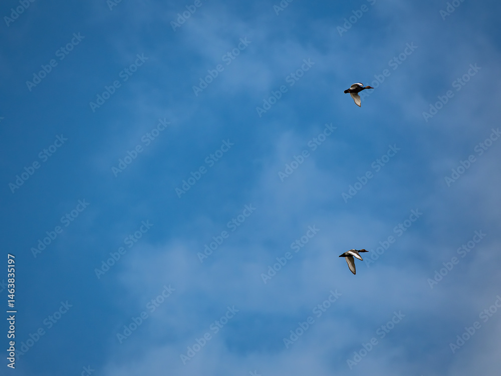 Obraz premium birds in flight