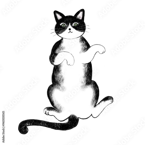 Illustration of a bicolor cat lying down, Illustration of a bicolor cat purring, Illustration of a bicolor cat lounging
