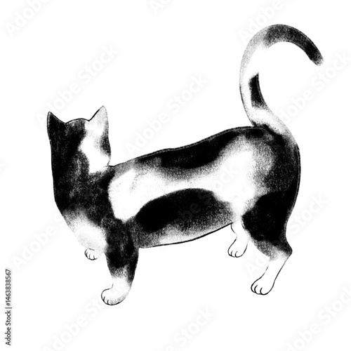 Back view of a bicolor cat, Back of a bicolor cat, Illustration of a bicolor cat, Back of a cat